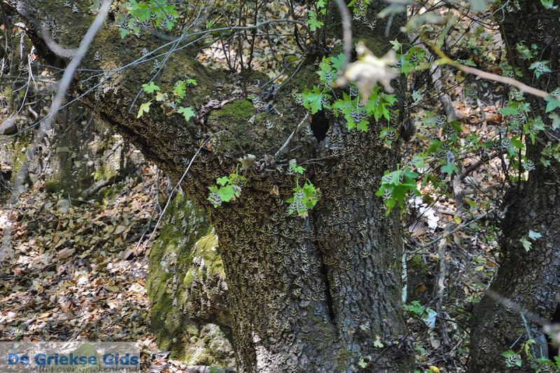 Vlindervallei Rhodos